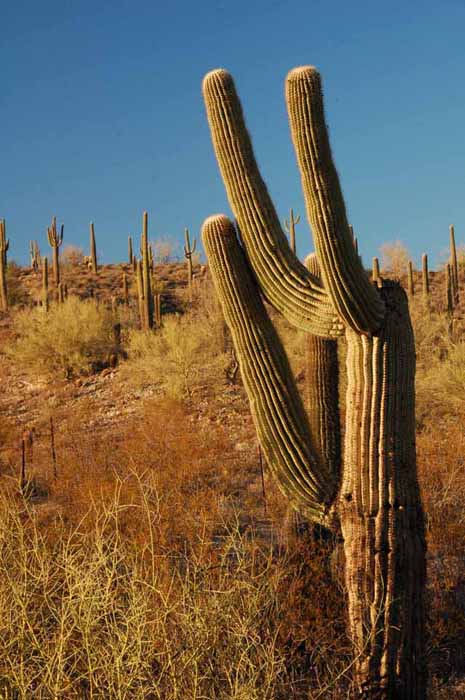 Saguaro cactus